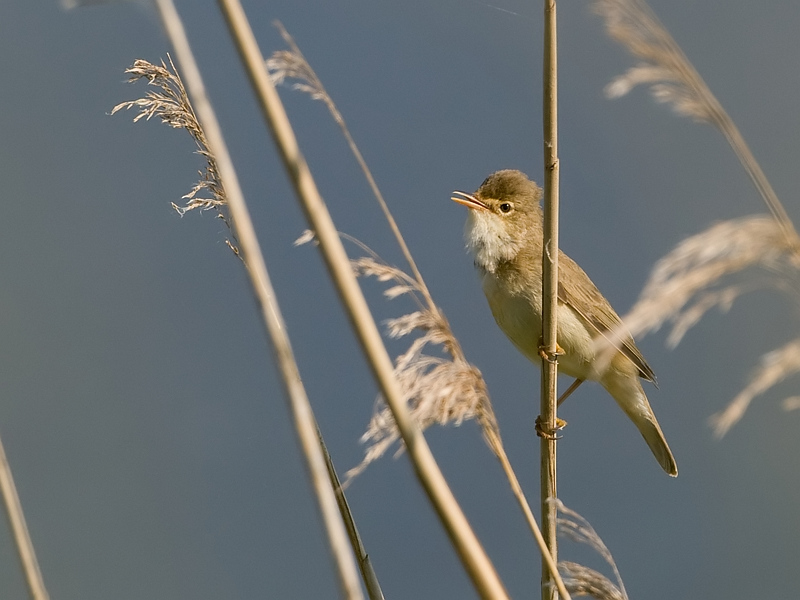 Acrocephalus palustris Marsh Warbler Bosrietzanger